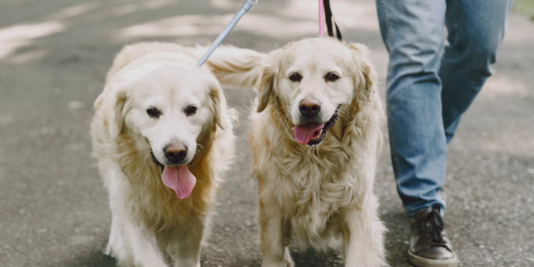 Pessoa Passeando com Cachorros - Créditos: Reprodução