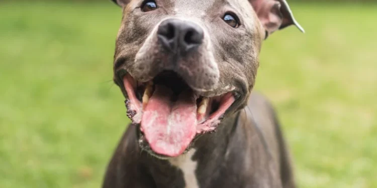 Cão da Raça Pit Bull - Créditos: Diego Thomazini / iStock