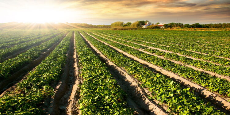 Cultivated land in a rural landscape at sunset